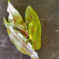 Red Veined Sorrel