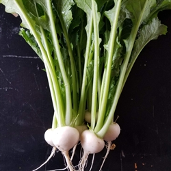Certified  Organic Herbs Salad Turnips