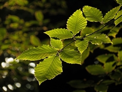 American Beech (Fagus grandifolia)