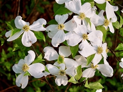 Dogwood (Cornus florida)