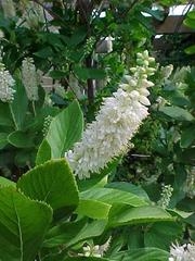 Sweet Pepper Bush (Clethra unifolia)