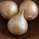 Ailsa Craig  Organic Cabernet Onion Transplants