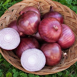 Monastrell Red Organic Cabernet Onion Transplants