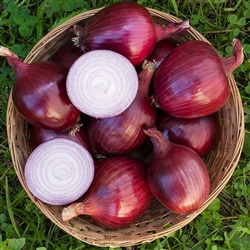 Certified Organic Red Carpet Onion Transplants