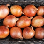 Sedona Organic Cabernet Onion Transplants