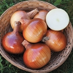 Valencia Organic Cabernet Onion Transplants