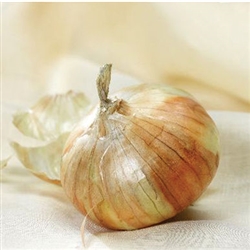 Certified Organic Walla Walla Sweet Onion Transplants