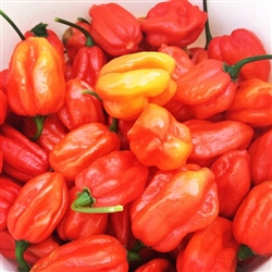 Pepper- Aji-Dulce