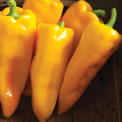 Escamillo Sweet Yellow Italian Pepper