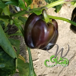 Pepper Purple Beauty Bell