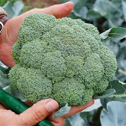 Belstar Broccoli