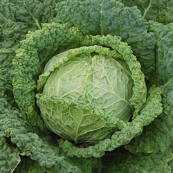 Cabbage, Famosa (F1)