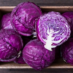 Cabbage, Red, Primero