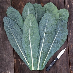 Kale, Lacinato