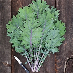 Kale, Red Russian