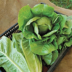 Lettuce, Jericho Romaine Lettuce