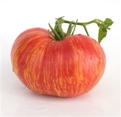 Certified Organic Tomato Plants Beauty King Dwarf