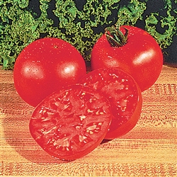 Tomato Big Boy (Hybrid)