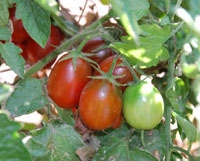 Certified Organic Tomato Plants Black Plum