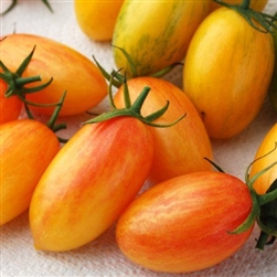 Certified Organic Tomato Plants Blush Cherry