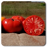 Certified Organic Tomato Plants Brandywine Red