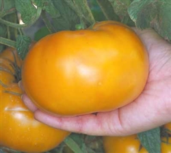 Certified Organic Tomato Plants Brandywine Yellow