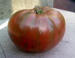 Certified Organic Tomato Plants Fred's Tie Die Dwarf