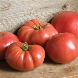 Certified Organic Tomato Plants German Johnson
