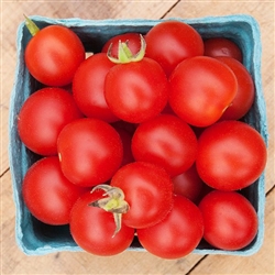 Certified Organic Tomato Plants Peacevine Red Cherry