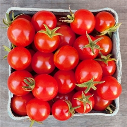 Certified Organic Tomato Plants Sweetie