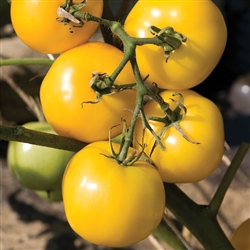 Certified Organic Tomato Plants Taxi Yellow
