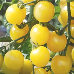 Certified Organic Tomato Plants White Cherry