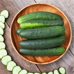 Cucumber Marketmore