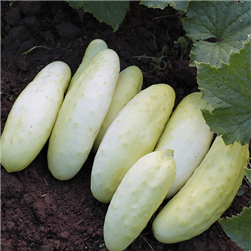 Cucumber Platinum