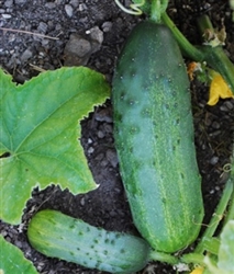 Cucumber Sumter
