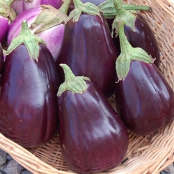 Eggplant Black Beauty (Italian Purple)