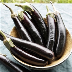 Eggplant Little Finger (Purple Asian)