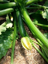 Squash Zucchini Dark Green