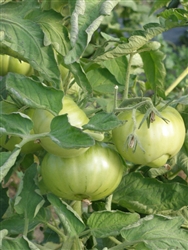 Top Tips for Terrific Tomatoes, May 19, 2022