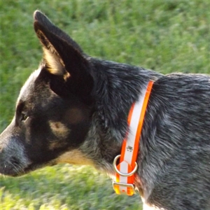 Biothane Reflective or Camo Dog Collars for Sale!