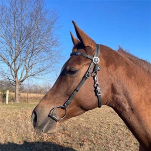 Silver and Black Floral Western Bridle fr Sale!