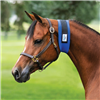 Superior Narrow Throat Sweat Giving your horse the help he needs to achieving the perfect throatlatch has never been easier. Designed from super stretchy, lightweight neoprene (3mm thick) to conform to the throatlatch area.