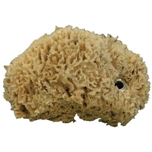 Natural Sea Sponge with Grommet For Sale!