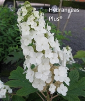 Hydrangea Quercifolia Alice