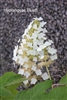 Hydrangea Quercifolia Alison