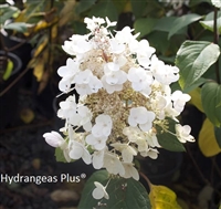 Hydrangea Paniculata Baby LaceÂ® Royal MajesticsÂ®