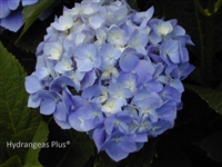 Hydrangea Macrophylla Blauer Prinz