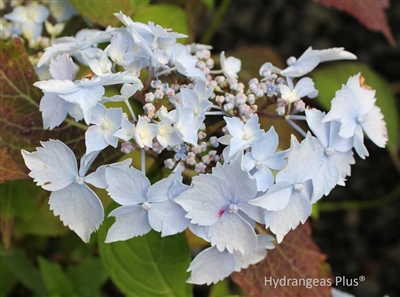 Hydrangea Serrata Blue Deckle