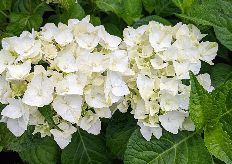 GlobalNiche® Amazing Plants Wedding Gown White Double Delights Hydrangea -  Live Plant - Quart Pot : Amazon.in: Garden & Outdoors