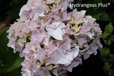 Hydrangea Macrophylla Frozen